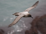 Light-Mantled Sooty Albatross  Phoebetria Palpebrata  in Flight