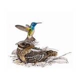 Painting of a Hummingbird and Nightjar Which are Closely Related