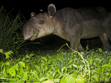 A Tapir Eating Vines in a Jungle Clearing