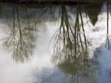 Tree and Cloud Reflections in the Merced River