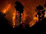 The Yorba Linda-Corona Fire Rages Behind Palm Trees in Carbon Canyon
