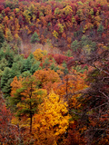 Trees in Autumn Hues on a Mountain Side