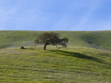A Single Tree and Gently Rolling Hills