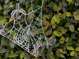 Morning Frost on a Spider Web in the Rock and Pillar Range