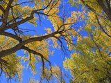 Looking Up into a Forest Canopy of Yellow Leaves in Autumn