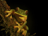 A Green Big Eyed Tree Frog from New Guinea's Foja Mountains