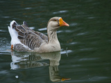 A Grey Goose in the Water  Boyds  Maryland