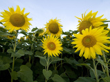 Sunflowers on Cape Breton Island