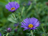 Close Up of a Blue Aster Flower