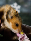 A Hamster Smelling a Flower