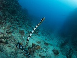 A Banded Sea Snake  Laticauda Colubrina  Heads for the Surface