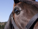 Close Up of an Arabian Horse's Face  Wearing a Bridle