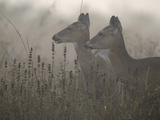 A Pair of White-Tailed Deer in Whooping Crane Wintering Grounds