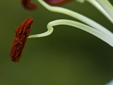 Extreme Close Up of a Lily Anter  with Pollen Grains Visible
