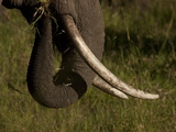 Close Up of an African Elephant  Loxodonta Africana  Eating
