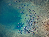 Aerial of Florida Manatees Gathering Near Kings Spring