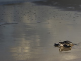 A Leatherback Turtle Hatchling Crawls to the Sea
