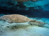 Florida Manatees  Trichechus Manatus Latirostris  in Clear Water