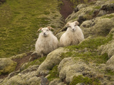 Sheep Grazing Along the Skogar River
