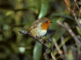 Portrait of a Robin  Erithacus Rubecula  Britain's National Bird