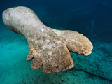 Florida Manatee  Trichechus Manatus Latirostris  with an Injured Tail