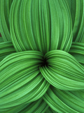 Close Up Detail of the Swirled Leaves of a False Hellebore Plant