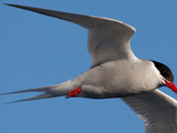 An Antarctic Tern  Sterna Vittata  in Flight Off Tristan Da Cunha