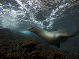 A Galapagos Sea Lion  Zalophus Wollebaeki  Swimming Underwater