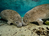 Florida Manatees  Trichechus Manatus Latirostris  Bottom Resting