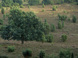 Junipers and Other Trees in a Meadow