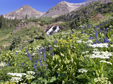 Wildflowers and Waterfall at Yankee Boy Basin Colorado