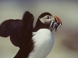 An Atlantic Puffin  Fratercula Arctica  with Beak Full of Alewives