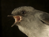 A Smoky Robin from New Guinea's Foja Mountains