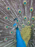 Portrait of a Captive Male Indian Peacock  Pavo Cristatus