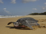 A Female Leatherback Turtle Crawls Back to Sea after Nesting