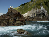 Blue-Footed Booby on the Rocky Coast of the Gulf of Panama