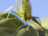 Close-Up of a Greater Angle-Wing Katydid  Microcentrum Rhombifolium