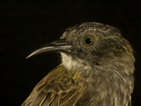 A Mayr's Rufous-Backed Honeyeater from New Guinea's Foja Mountains