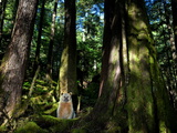 A Kermode Bear Settles into a Mossy Bed at the Foot of a Red Cedar