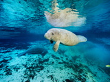 Florida Manatees  Trichechus Manatus Latirostris  in Clear Water