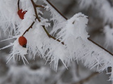Dog Rose  Rosa Canina  Covered in Frost