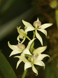 Wild Orchid  Encyclia Frangans  from the Rain Forest
