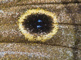 Close Up of the Scales and Eyespot on a Satyr Butterfly's Wing