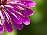 An Extreme Close Up of a Purple Zinnia Flower with a Ladybug