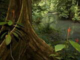 Aphylandra Lingua-Bovis Flowers and a Tree with Buttressed Roots