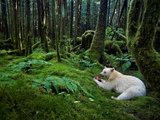 A Kermode Bear Eats a Fish in a Moss-Draped Rain Forest
