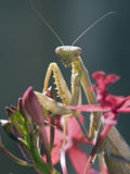 Female California Mantis  Stagmomantis Californica  on an Orchid