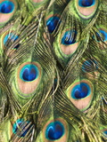 Close Up Male Indian Peacock Feathers  Pavo Cristatus