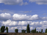 Tall Junipers Against a Cloud Filled Sky