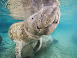 Close Up of a Florida Manatee  Trichechus Manatus Latirostris